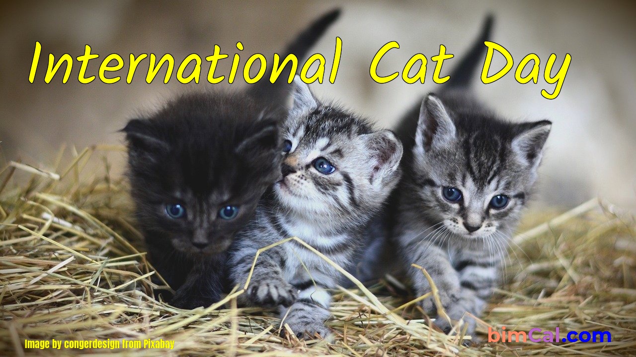 the international cat association phone number        <h3 class=