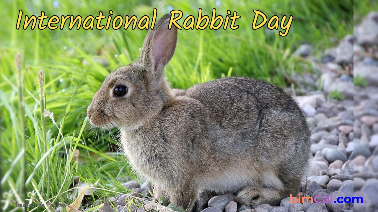 International Rabbit Day 2024