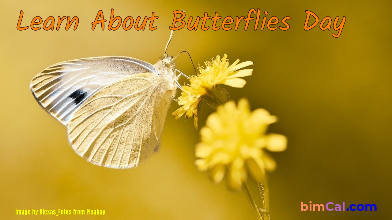 Learn About Butterflies Day 2024