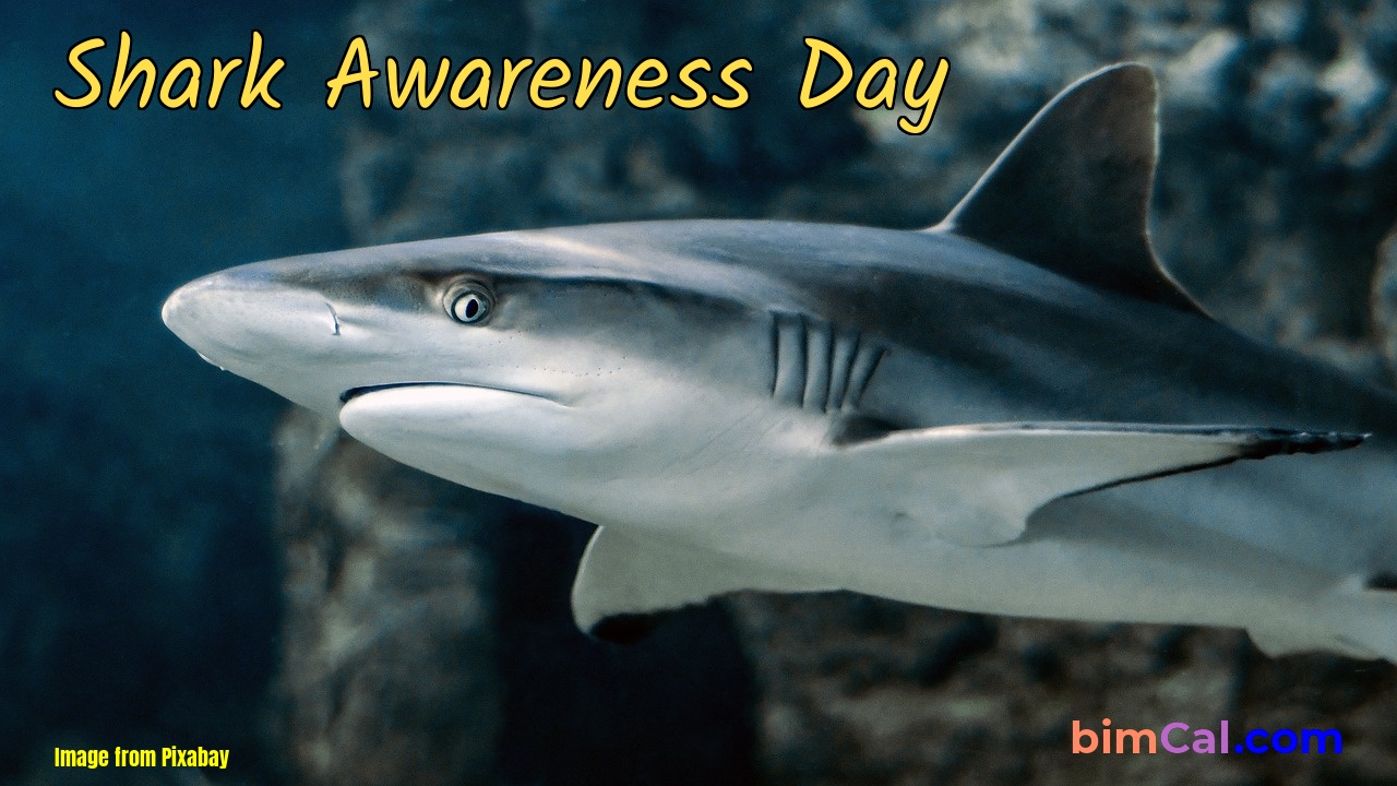 Shark Awareness Day 2024