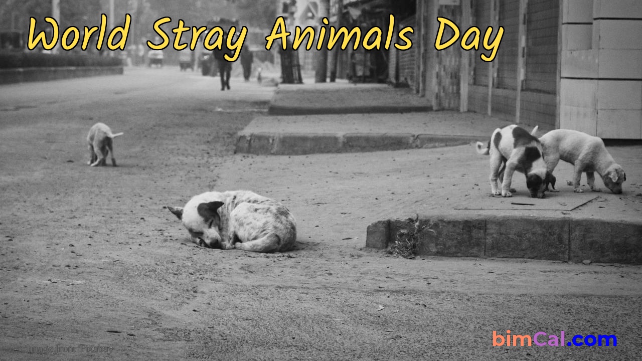 World Stray Animals Day 2023